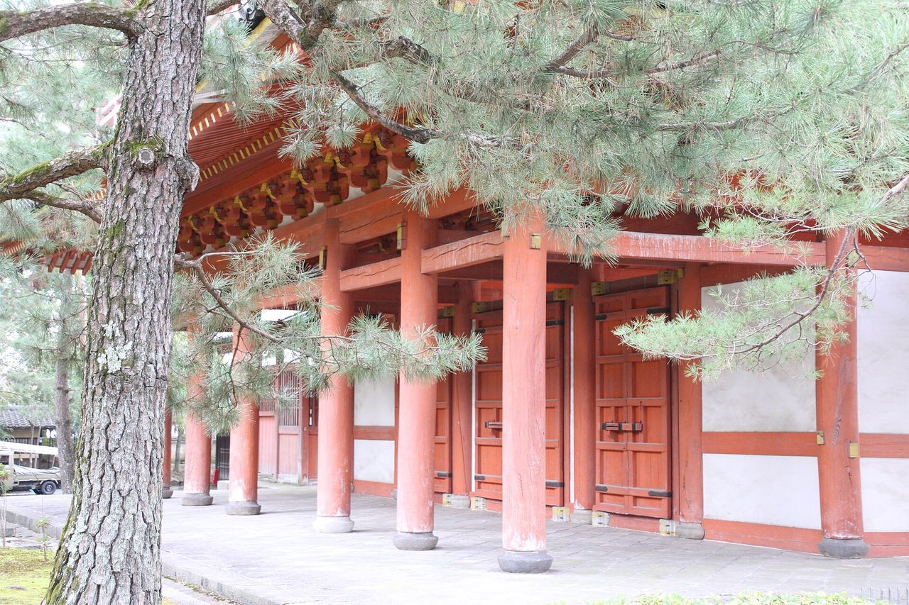 The vermilion-pillared Sanmon gate of Daitoku-ji in Kyoto, seen through pine branches